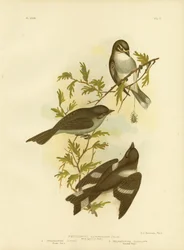 White-Eyebrowed Robin, 1891